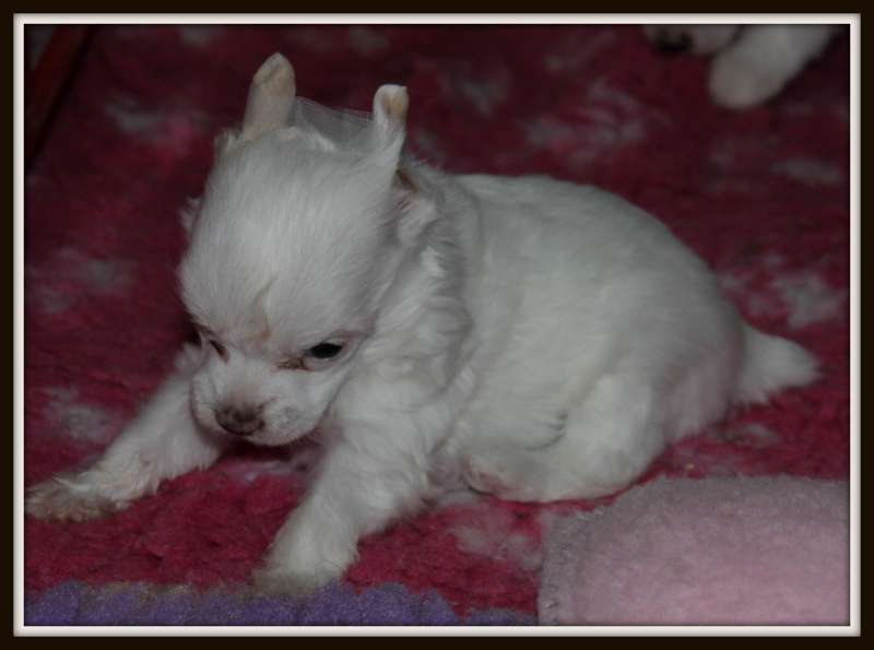 medley du pavé de varennes