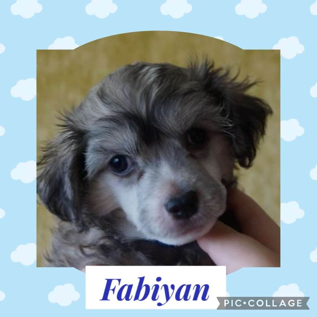 Bobbelpops Fabiyan Francis