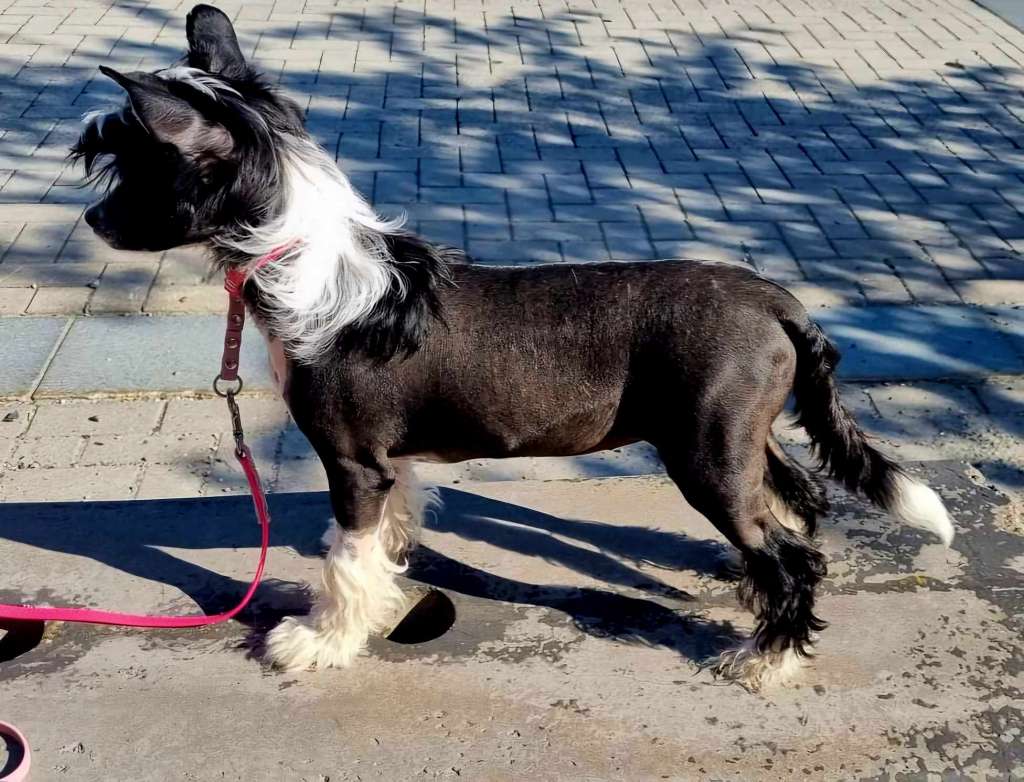 Tournais Winsome Black Phat'ass