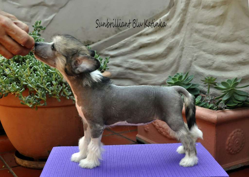 Sunbrilliant Blu Pascha