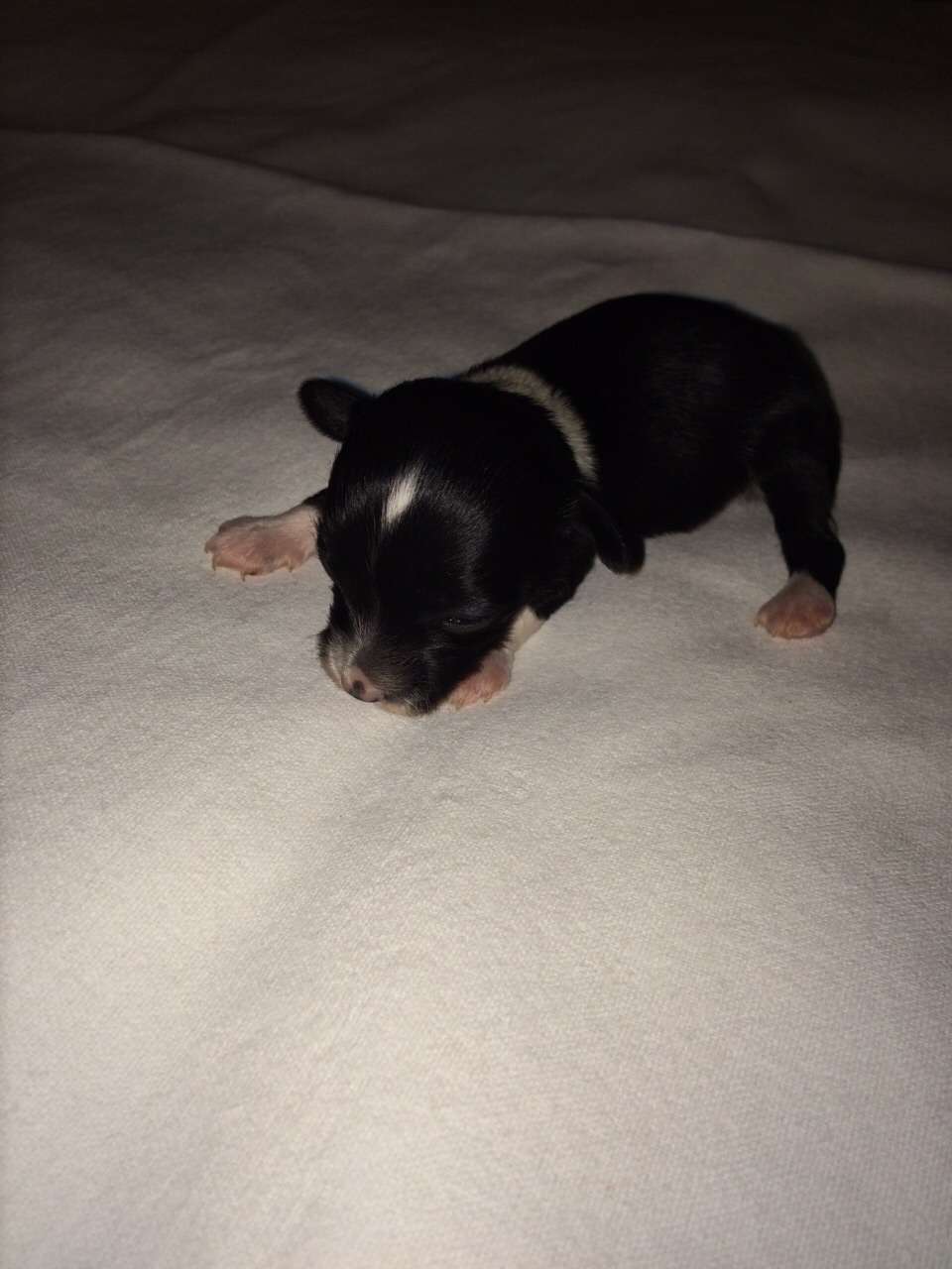 Fleurs de lodeur  Aha little