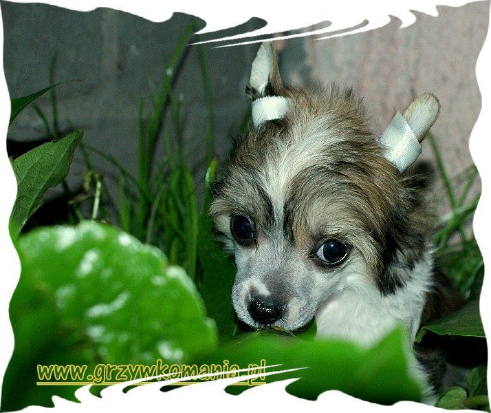 Picture