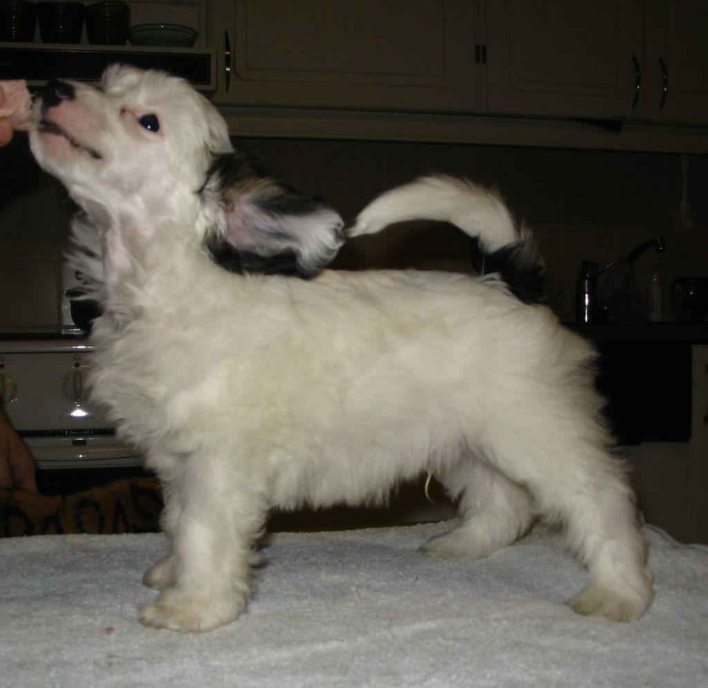 Kiikunkaakun Luulotpois