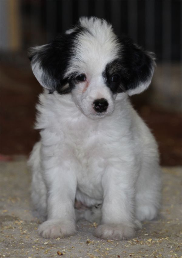 Entourage All About Ajei