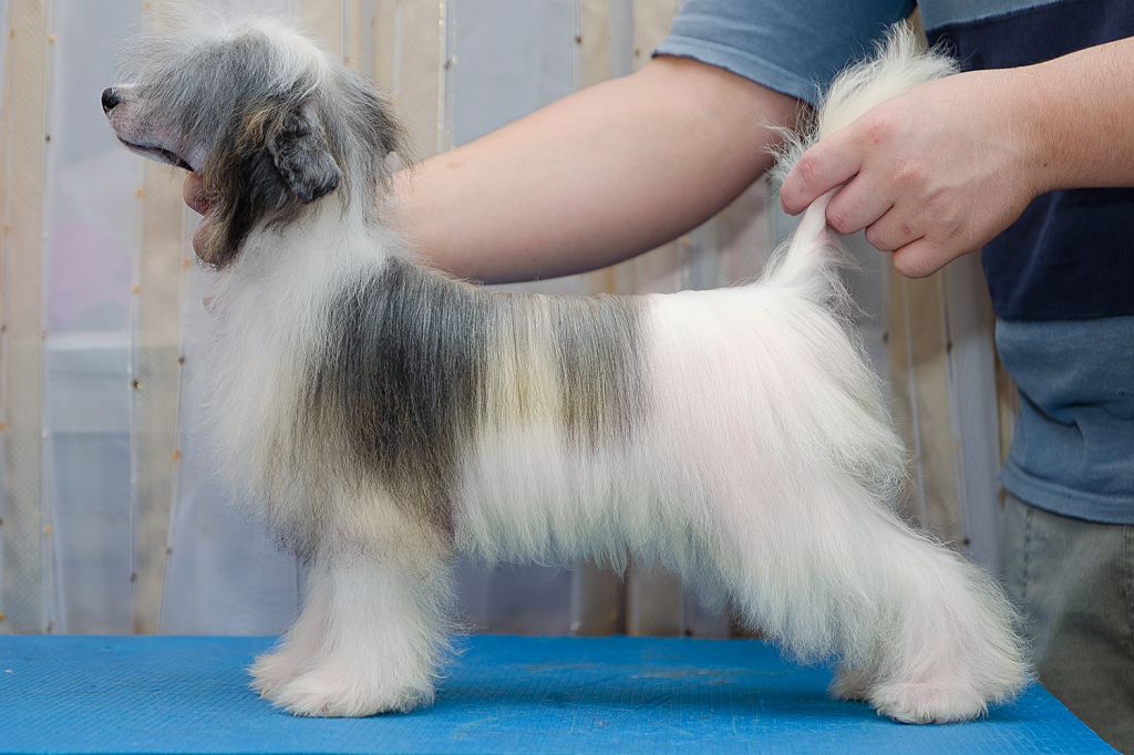 Varvara Krasa iz Serebryanogo Raya