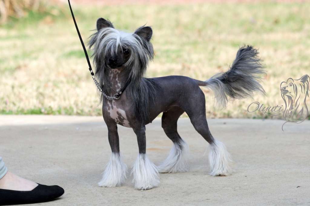 Cherie z Jasne hvezdy