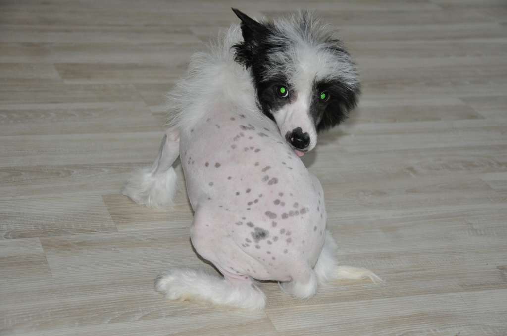 Ronaldo Winning Smile