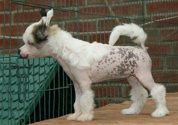 Anjali Stars of Persia