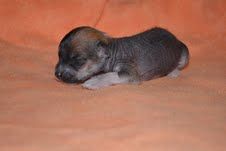 Toobaloon Friendly Kisser