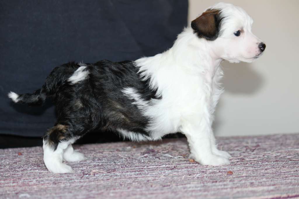 Berlottan Amy Irving