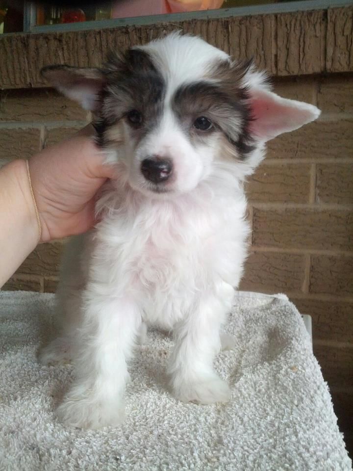 Entourage Rhapsody In White