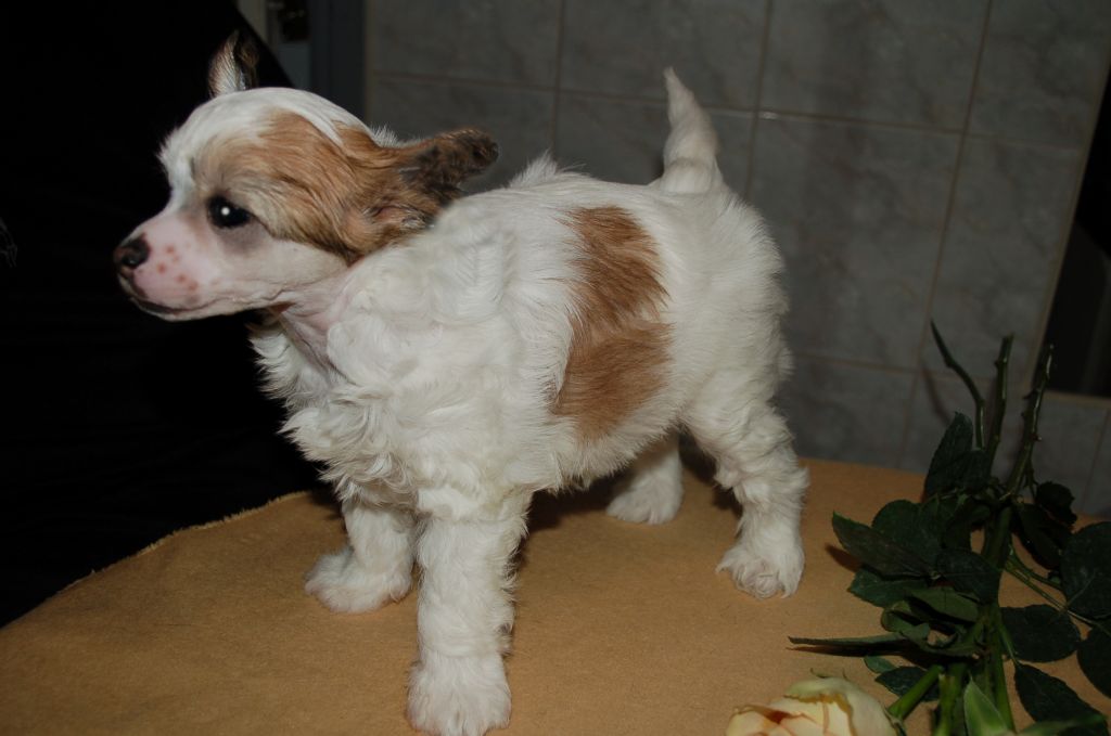 De La Mahafu's Bell's Fontana