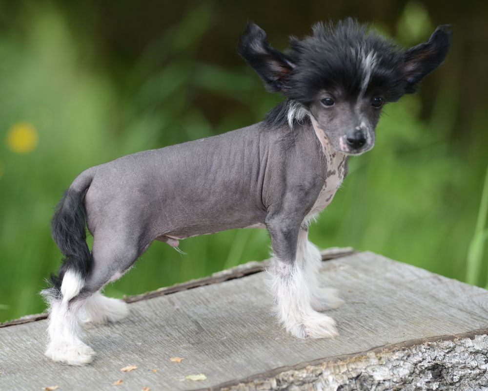 Sunstreaker Non-Fiction