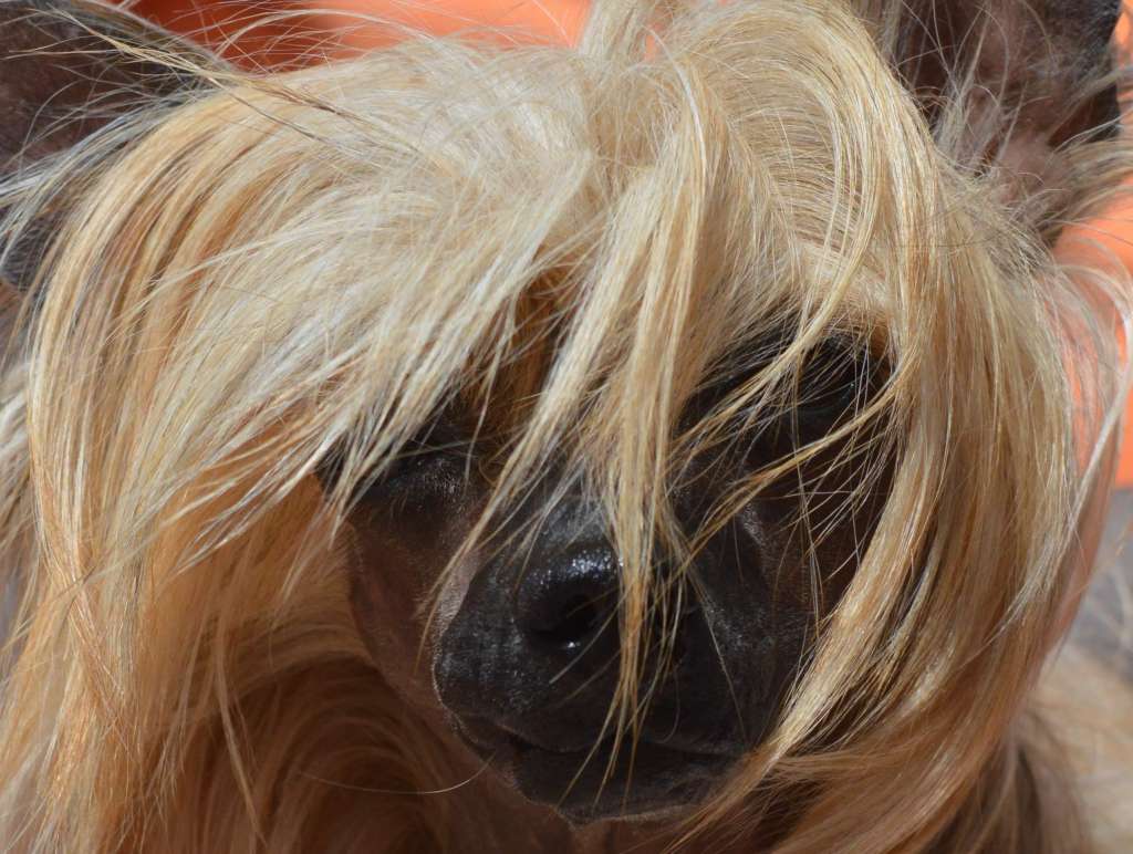 Magnus Staff Violet Ultra