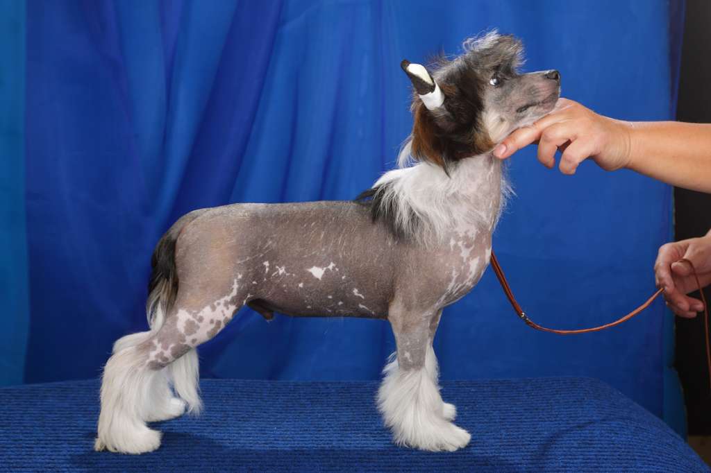 Style Bravo Sherwood