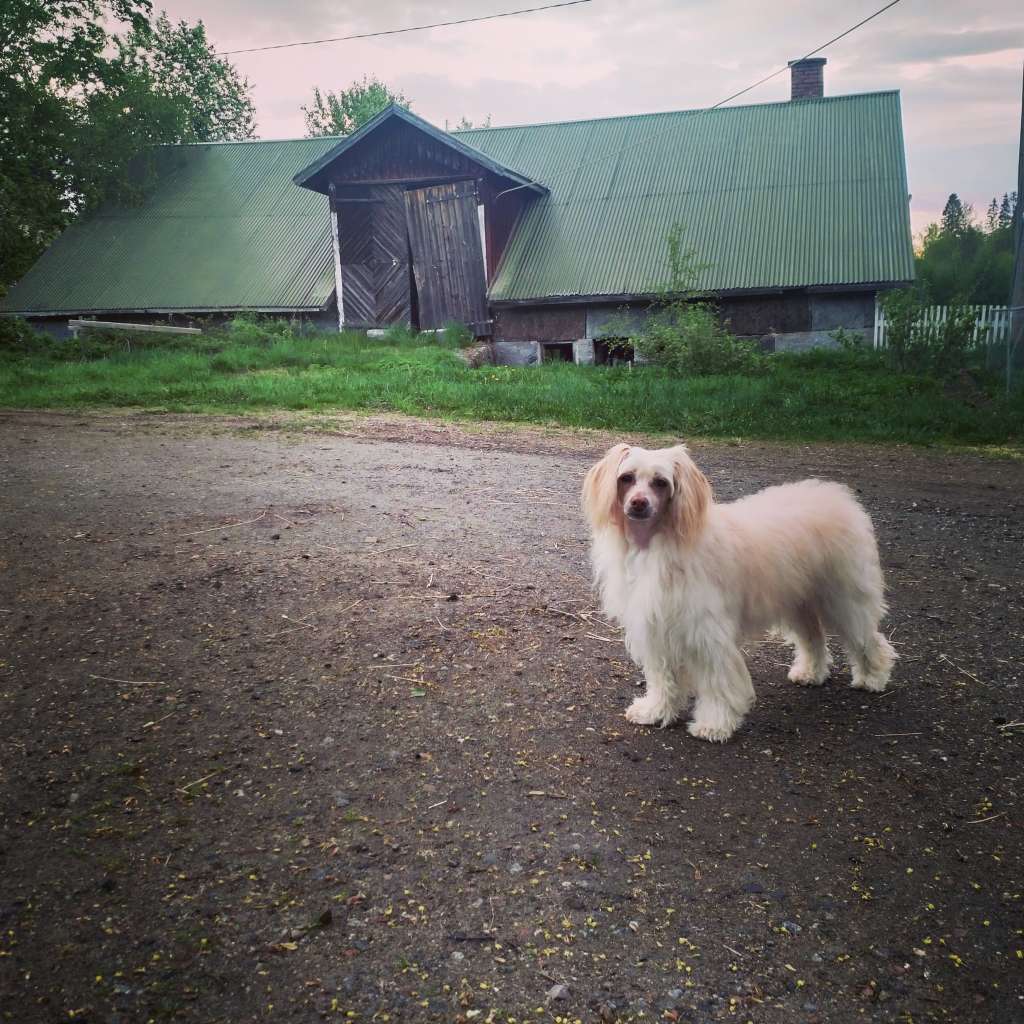 Sun Dan Fall In Love In The Fall