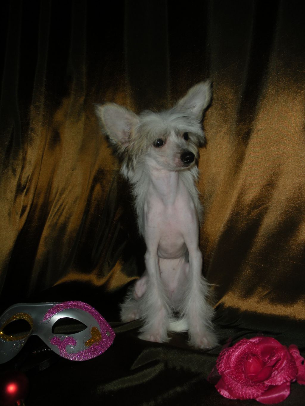 Crested Charm Jozefina May Love