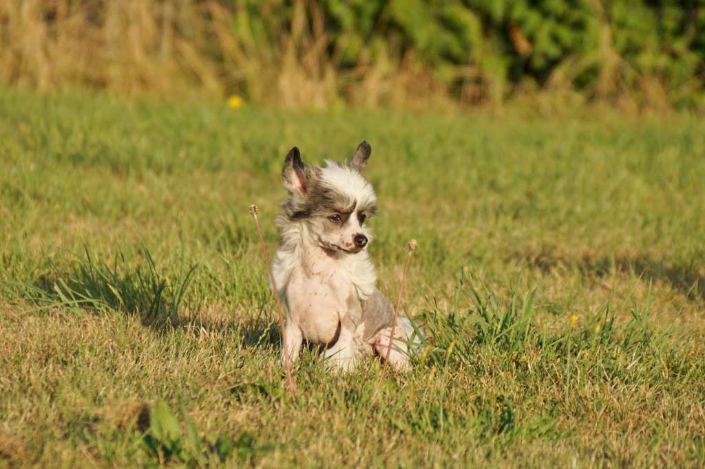 Chichiripa Dappled Dinky Minion