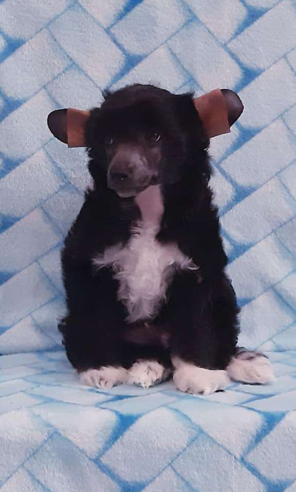 Style Bravo Frederik