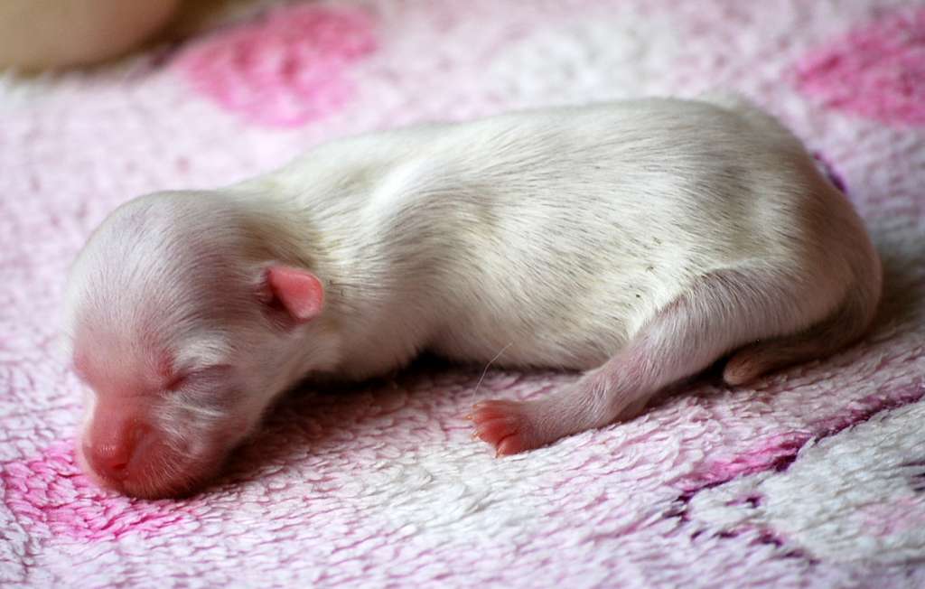 Little Dog Of Dream Nuit Chaude