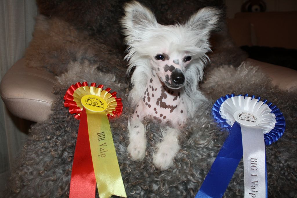 Amcockgarden's Guardian Gold Angel