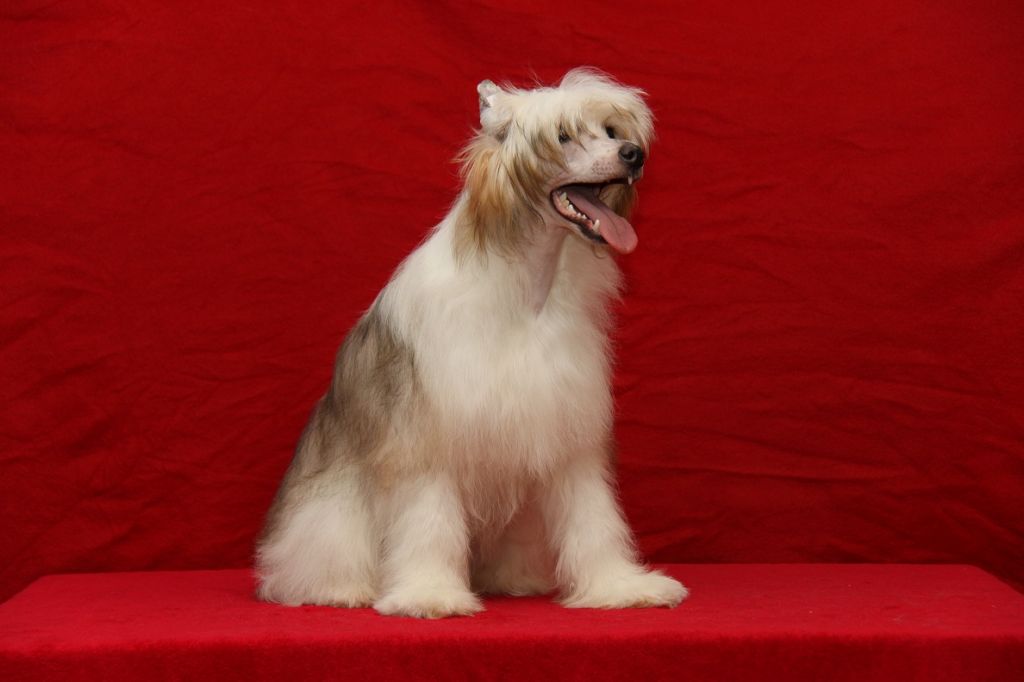 Close to You Princes de la Roses