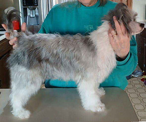 Showy Ladys Give Me Your Answer Do