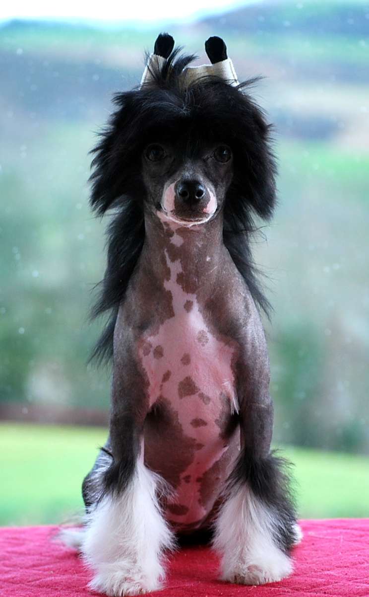 Little Dog Of Dream Nicki Minaj