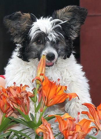 Hohlatiy glamour Holdy Hors