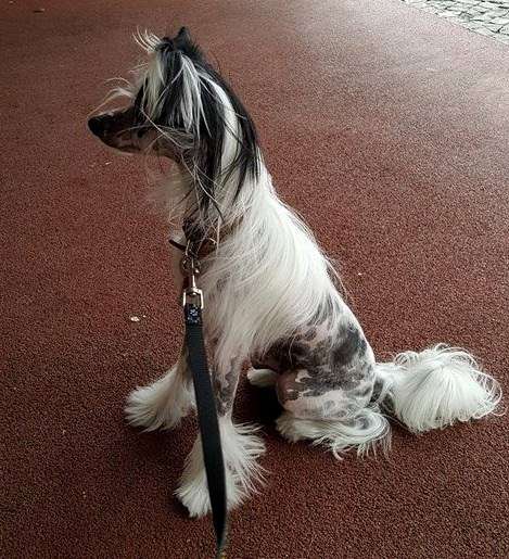 KEIKO z Gwiazd Kasjopei