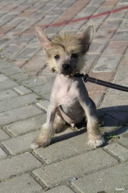 Apriori Vip Living Soul