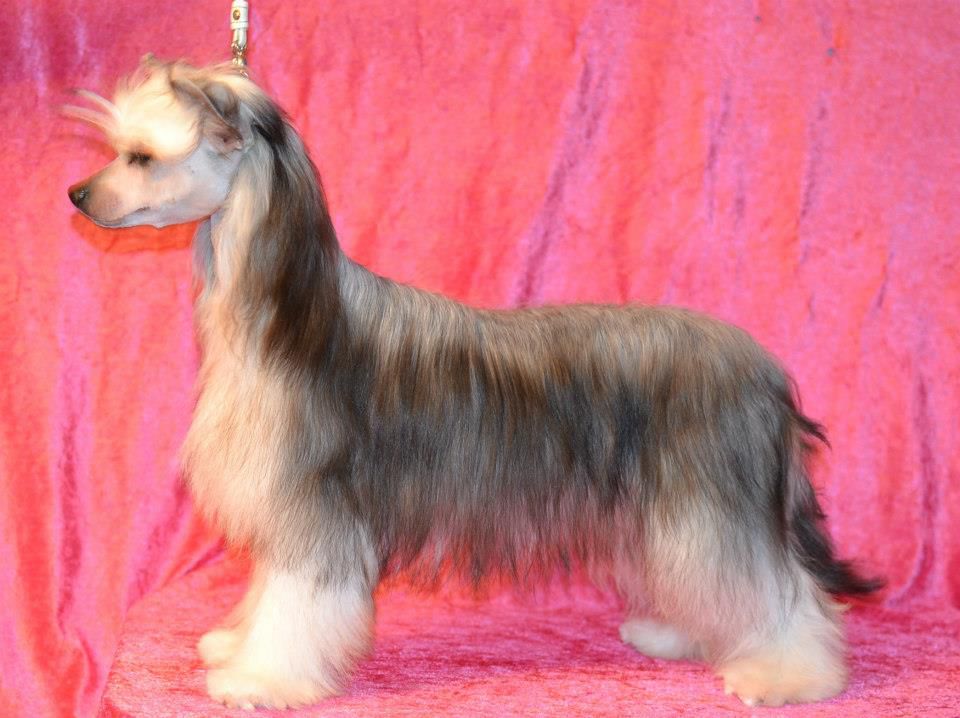 Lionheart Kolorado Springs