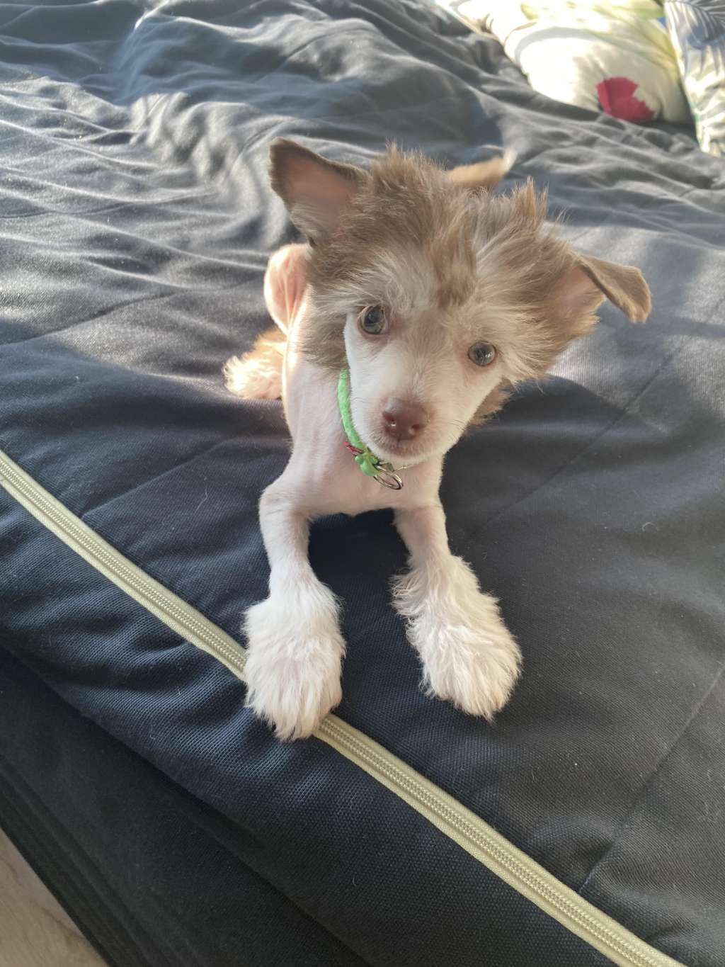 Windy Willow's Mon Petit Poney