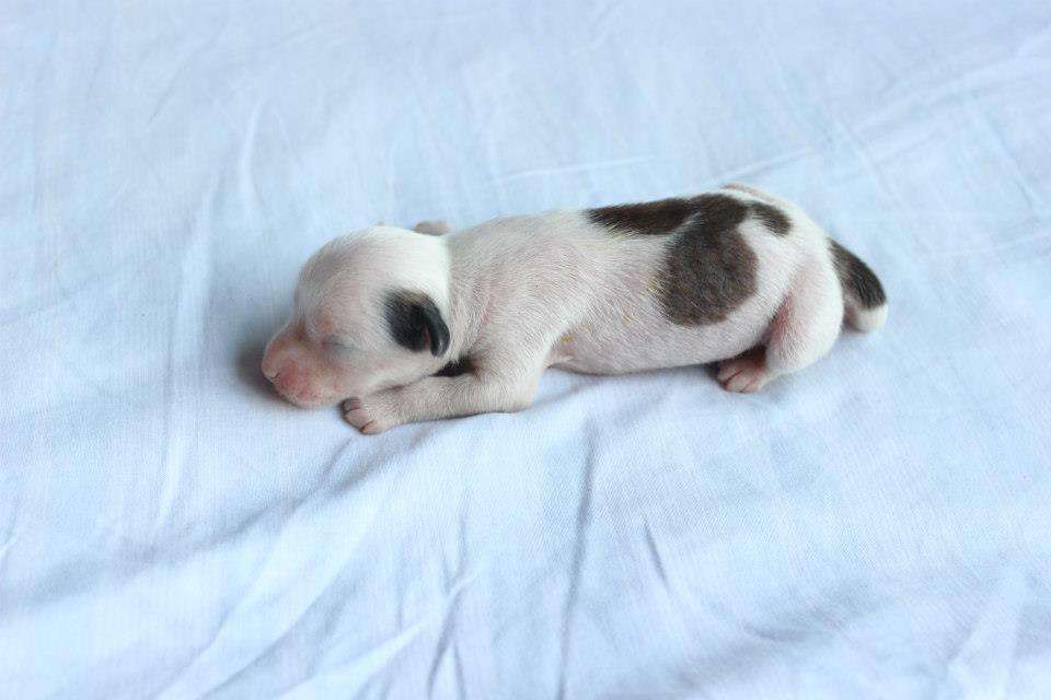 Pequin Mirrage Gold Drako