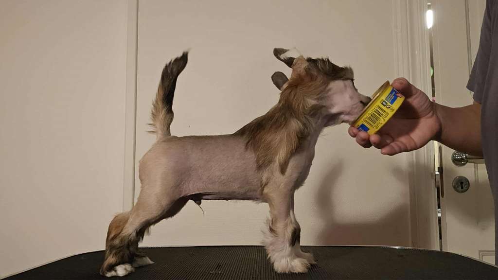 Chagiya's Dear Mr. President