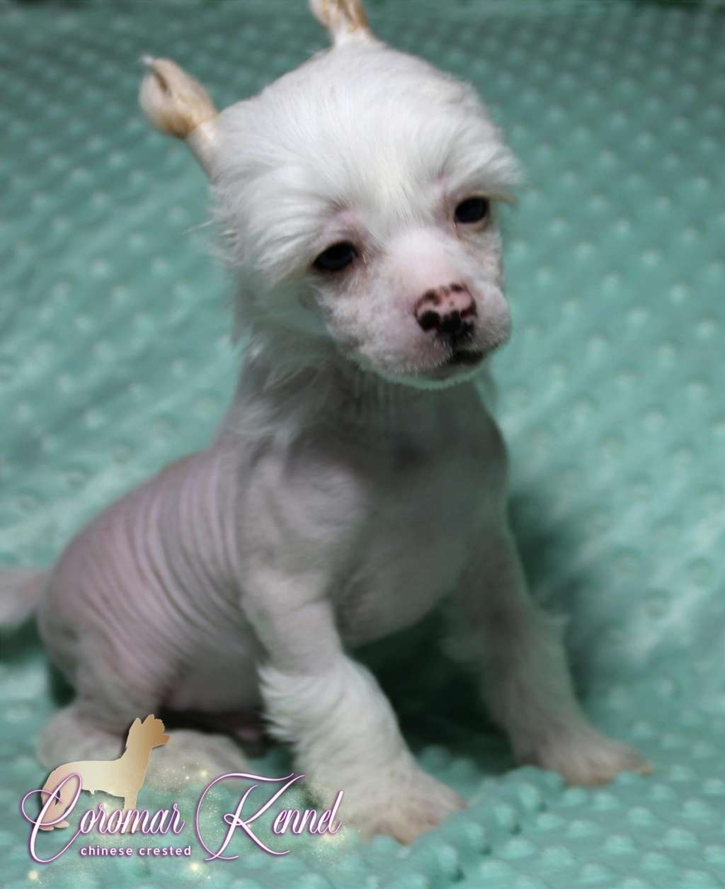 Coromar King's Heart