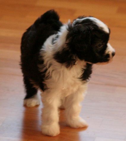 House Of Fun's Last One