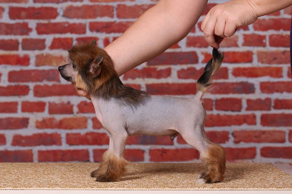 Incanto Del Mondo Cowboy Marlboro