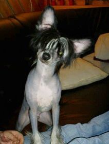 House Of Fun's Exotic'n Georgious