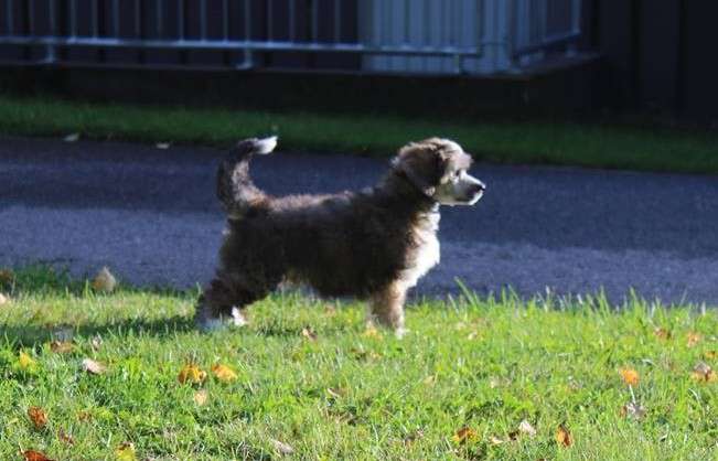 Joyway's The Sun God