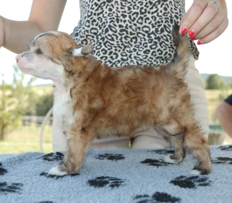 Ipnose Kokeshi' c Dogs