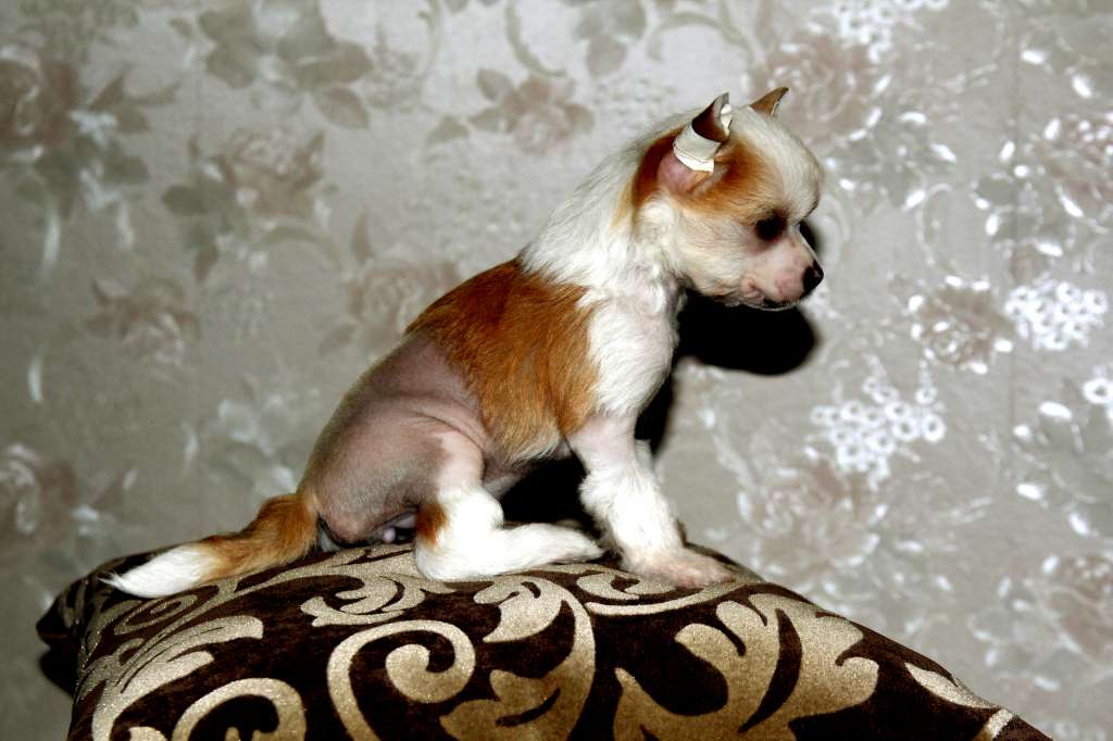 Picture