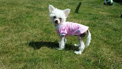 Pappersdrakens Ljuva Miss Clementin