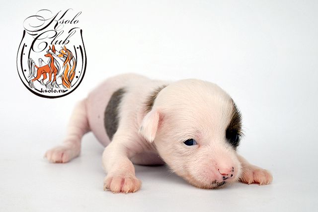 Ksolo Club luck In Your Hands