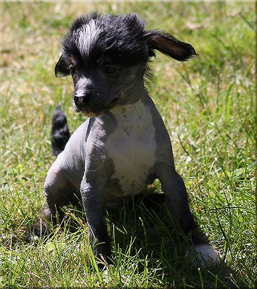 Marachinos Up Up And Away