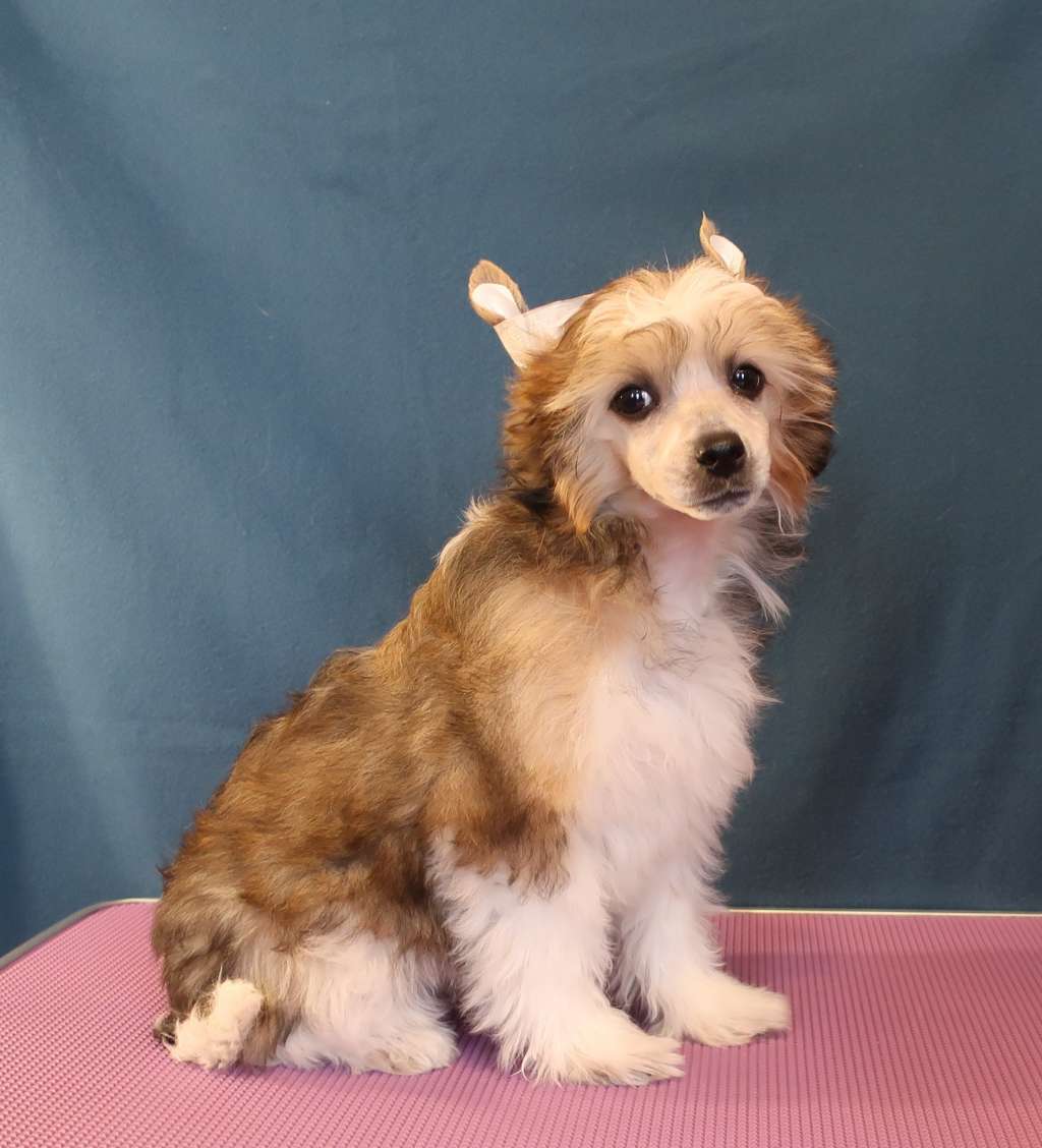 Sapfir iz Tsarskogo Sela Ganesha