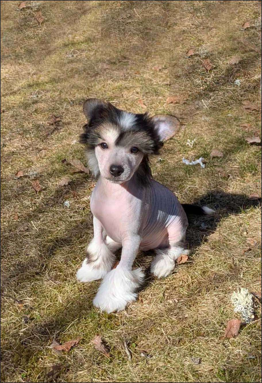 Bellatrix Luckycharm Thor