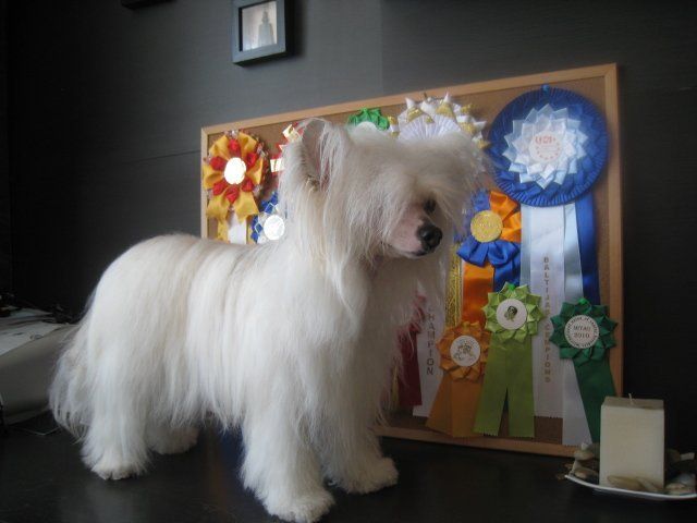 Crystal Edelgelo Mitau