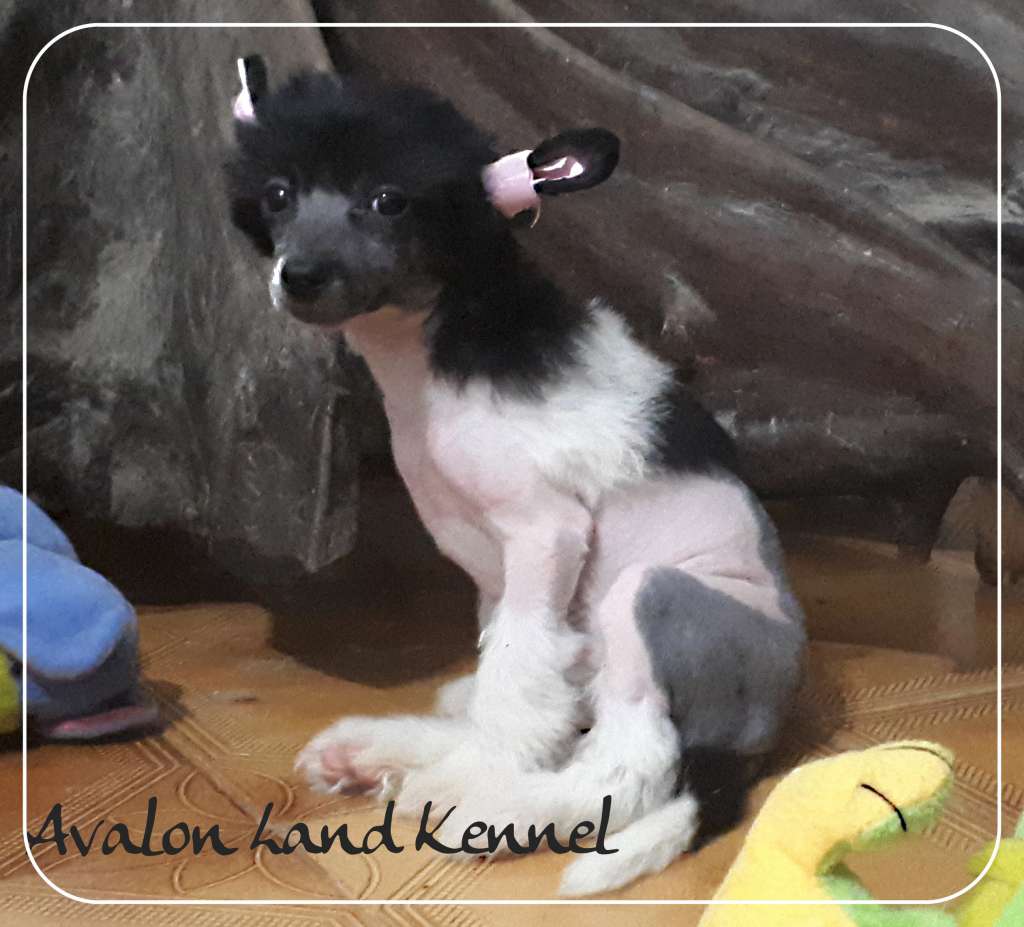 Nikita Hl Of Avalon Land