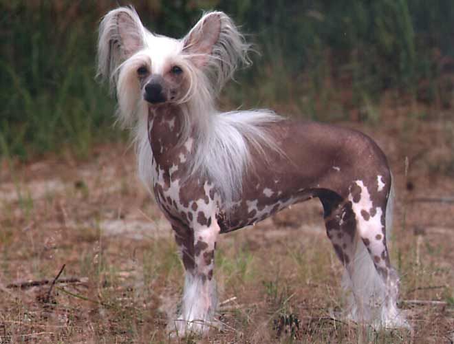 Meluzina Alexa Lachesis